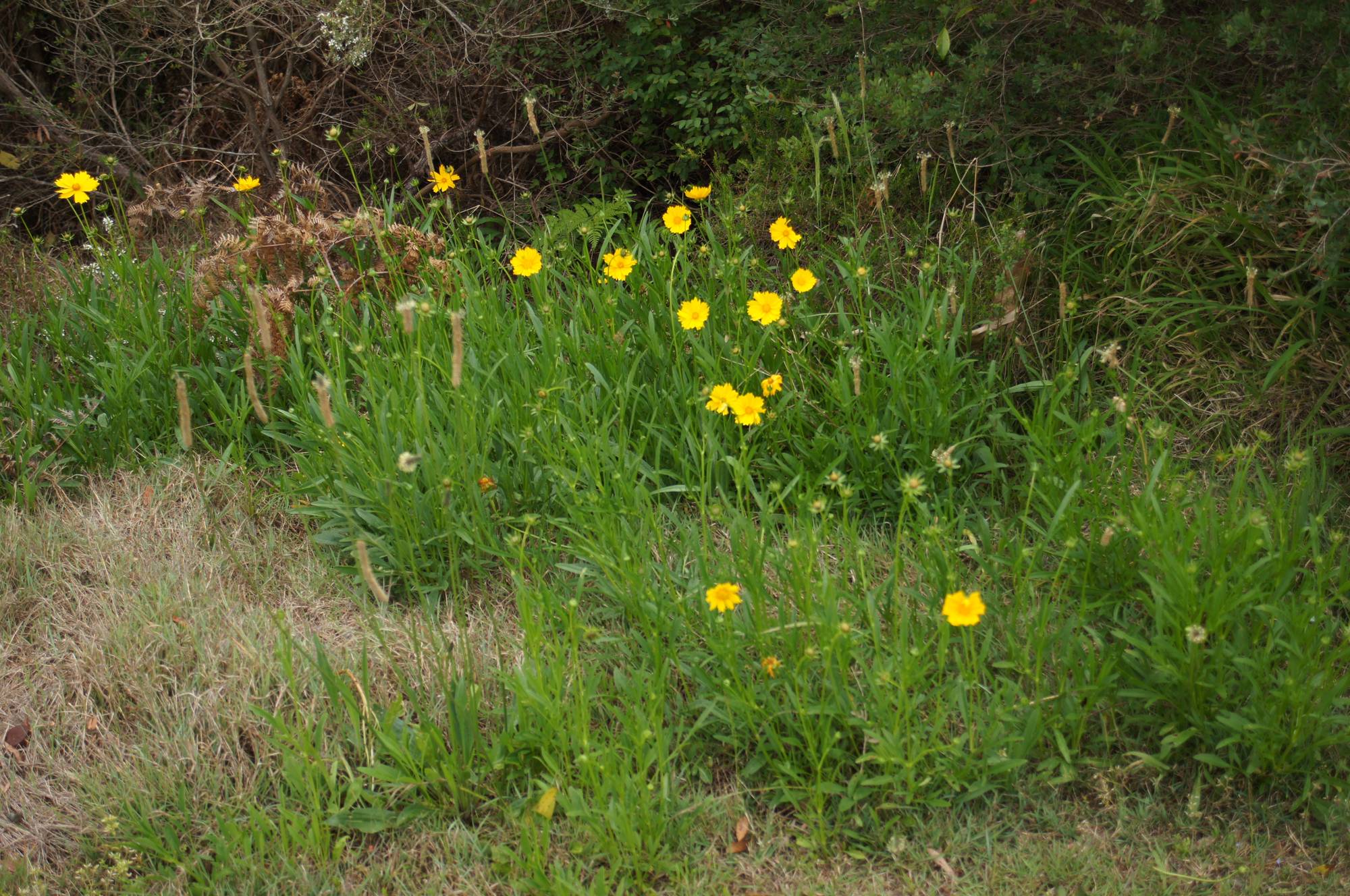 Coreopsis