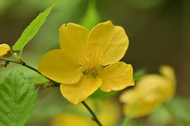 Corète du Japon (Kerria japonica) : plantation, taille et entretien