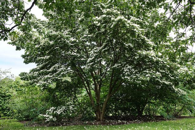 Cornouiller à fleurs (Cornus kousa) : plantation, taille et entretien