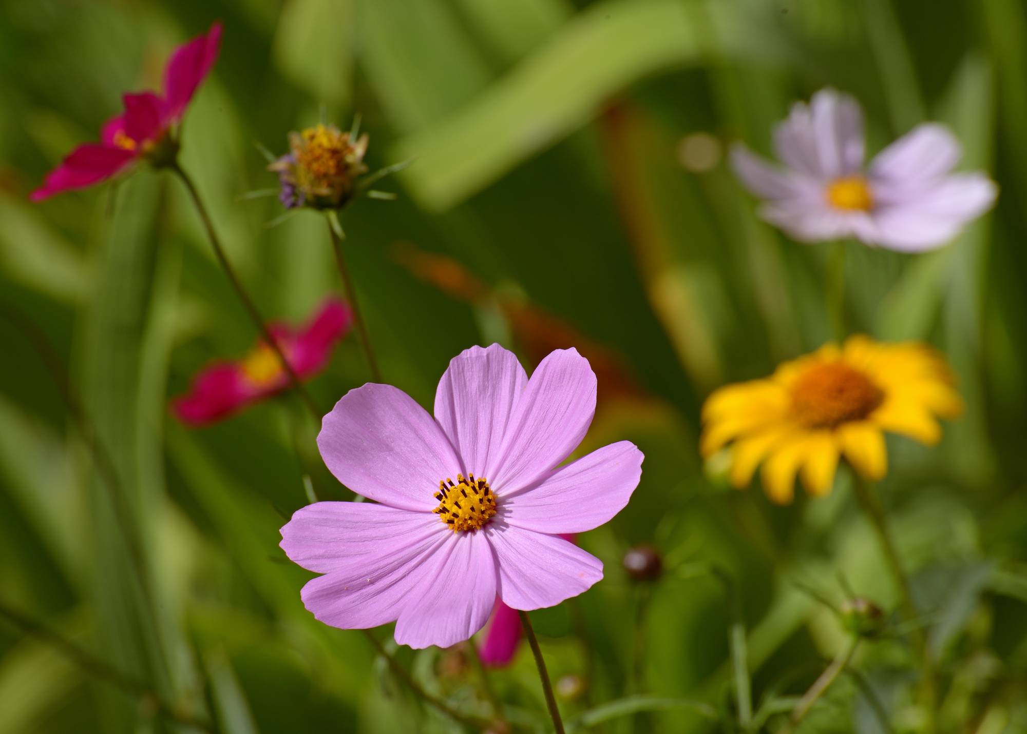 Cosmos