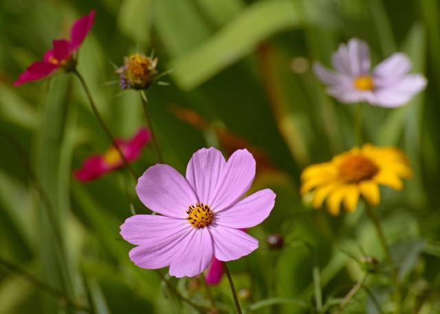 Cosmos (Cosmos bipinnatus) : semis, floraison et entretien