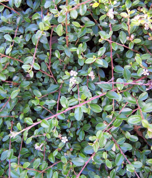 Cotonéaster horizontal (Cotoneaster horizontalis) : plantation, taille et entretien