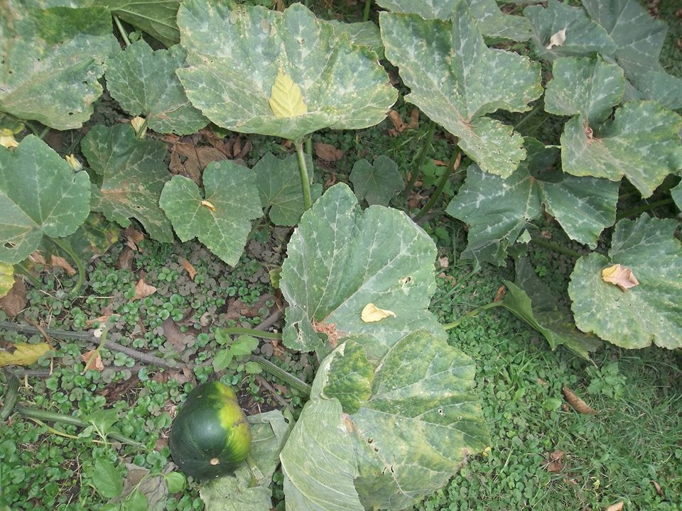 Courge butternut