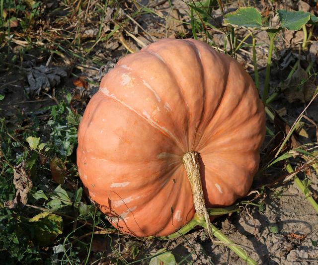 Courge (Cucurbita spp.) : semis, plantation, récolte et conservation