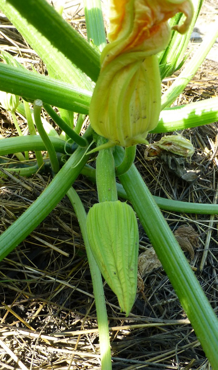 Courgette