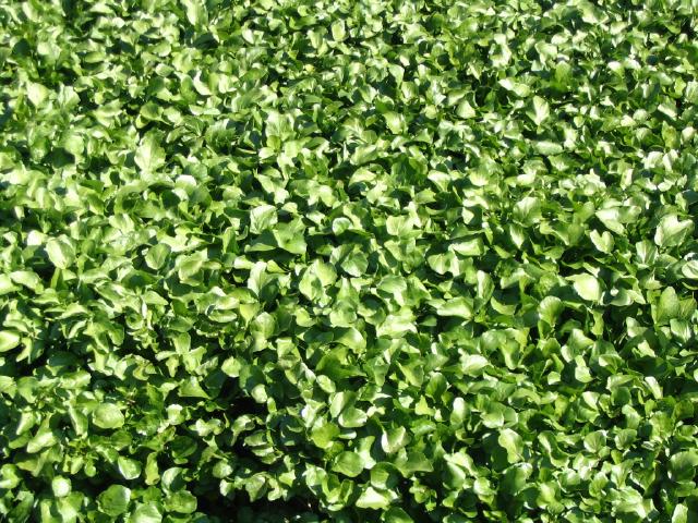 Cresson de fontaine (Nasturtium officinale) : culture, entretien et récolte