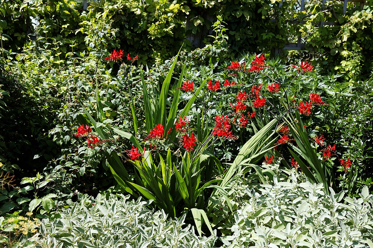 Crocosmia