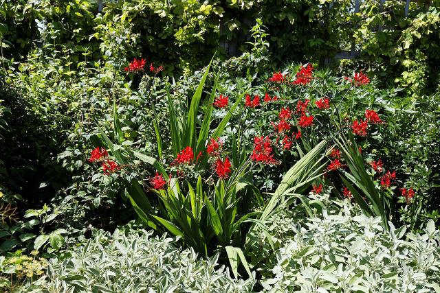 Crocosmia (Crocosmia × crocosmiiflora) : plantation, floraison et entretien