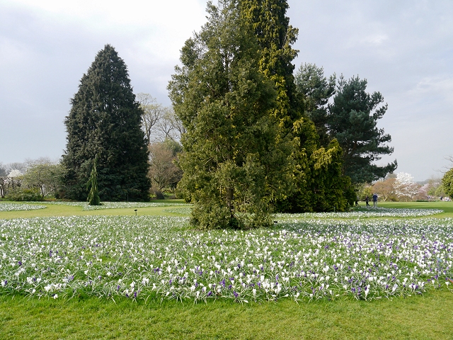 Crocus