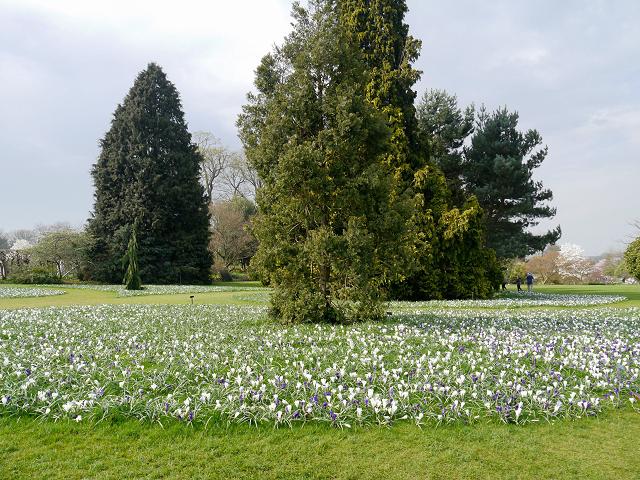 Crocus (Crocus spp.) : plantation, floraison et entretien