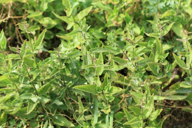 Crosne du Japon (Stachys affinis) : plantation, culture et récolte