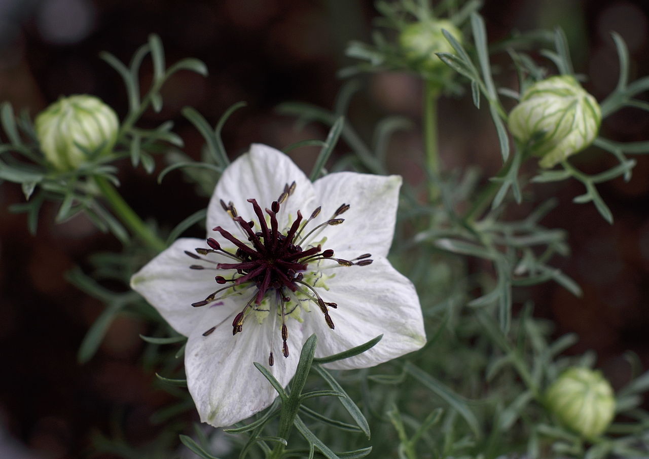 Cumin noir