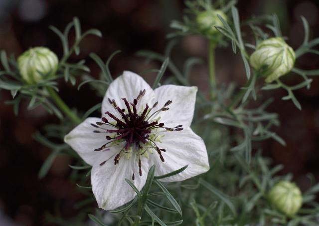 Cumin noir (Nigella sativa) : semis, culture et récolte