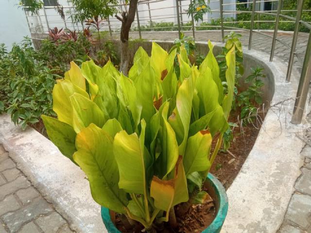Curcuma (Curcuma longa) : culture en pot, entretien et récolte