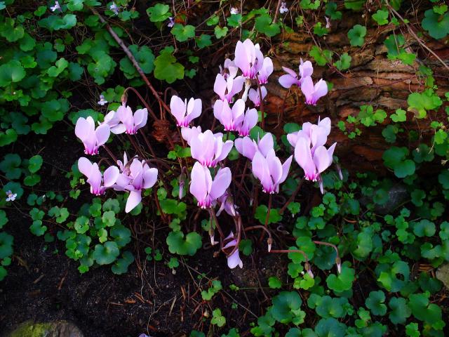Cyclamen (Cyclamen hederifolium) : plantation, floraison et entretien