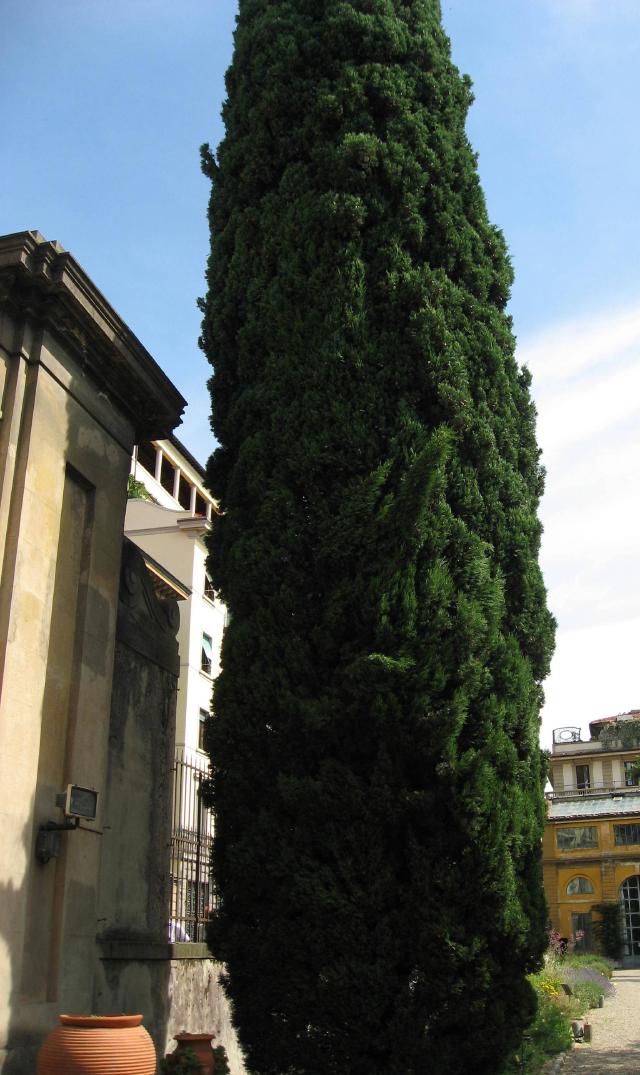 Cyprès (Cupressus sempervirens) : plantation, taille et entretien