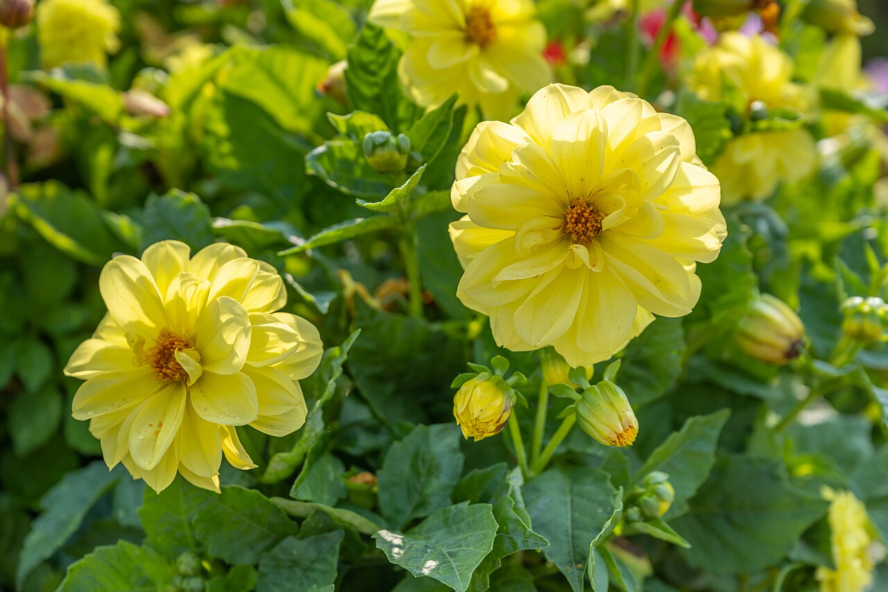 Dahlia