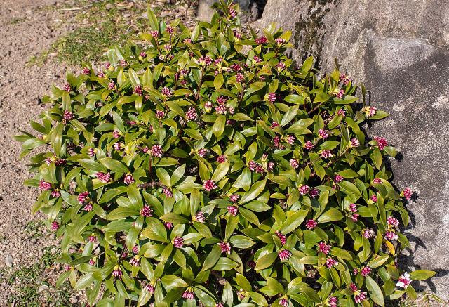 Daphné odorant (Daphne odora) : plantation, entretien et culture en pot