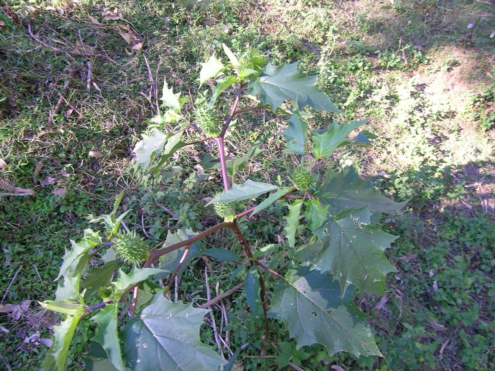 Datura stramoine