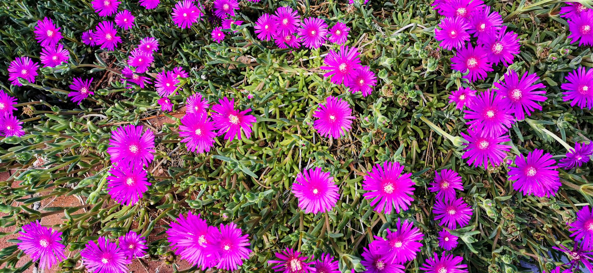 Delosperma