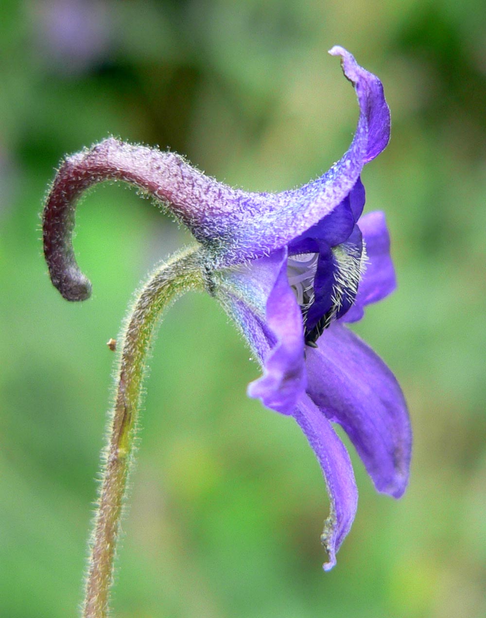 Delphinium
