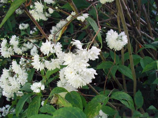 Deutzia (Deutzia scabra) : plantation, taille et entretien