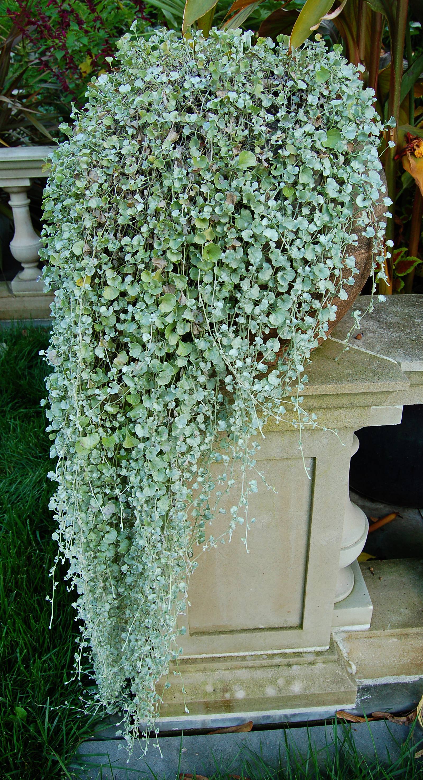 Dichondra argentée