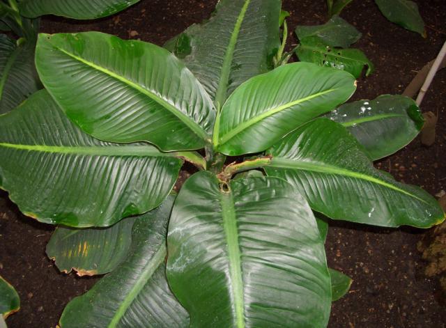 Dieffenbachia : entretien, arrosage et culture en interieur