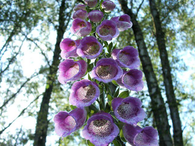 Digitale pourpre (Digitalis purpurea) : plantation, toxicité et entretien