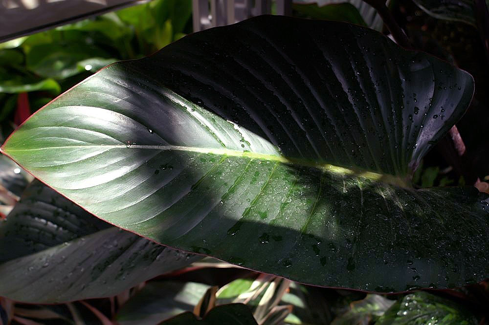 Dracaena fragrans