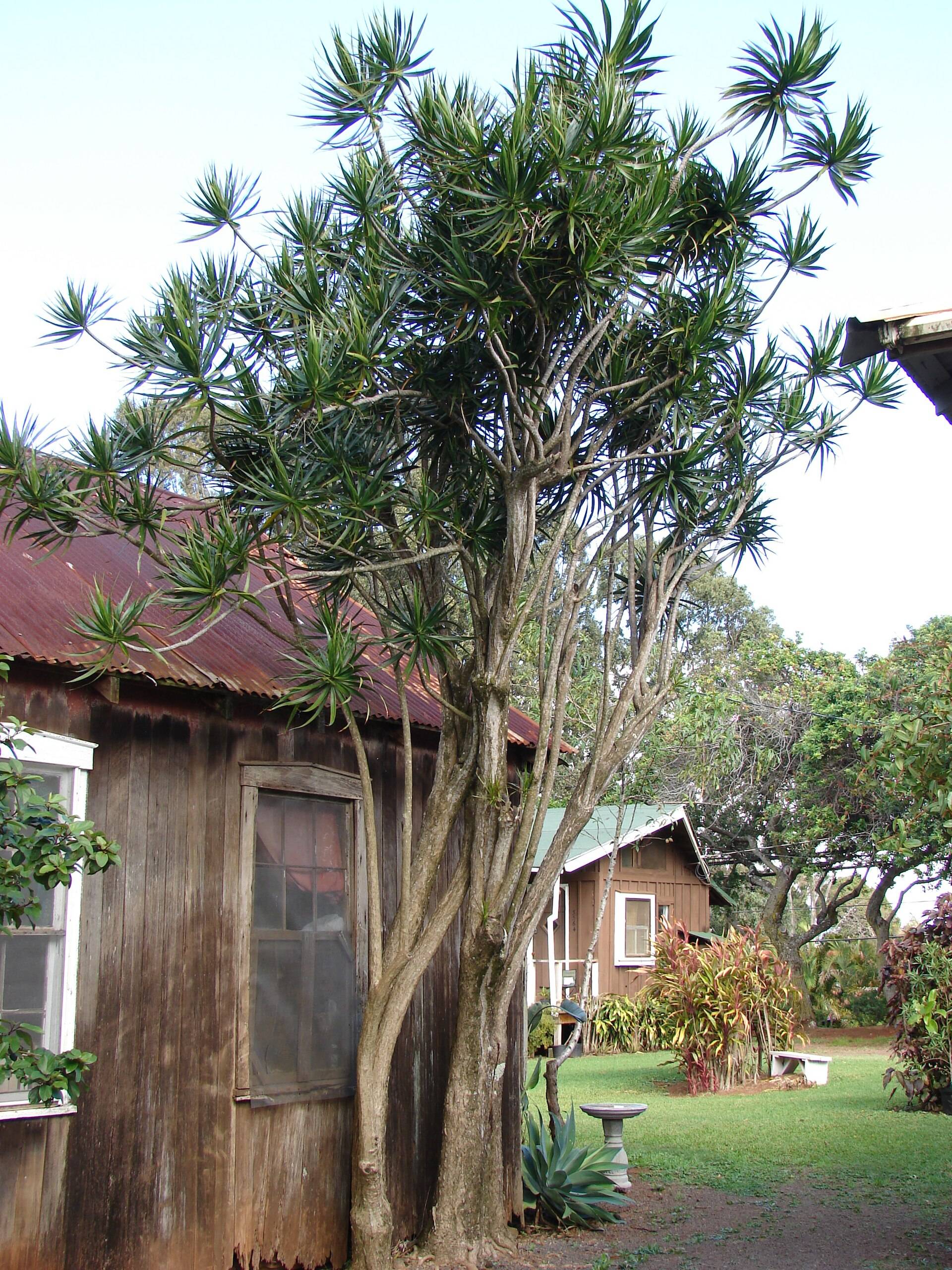 Dracaena marginata