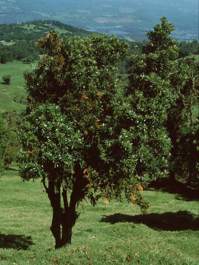 Drimys granadensis : culture du poivrier des Andes