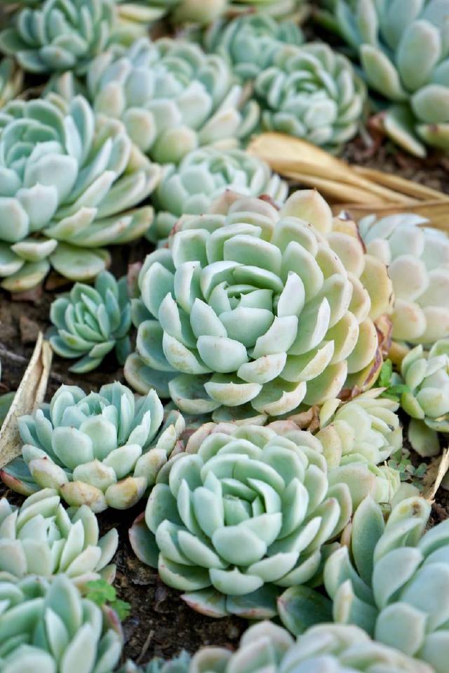 Echeveria (Echeveria elegans) : entretien, arrosage et culture en pot