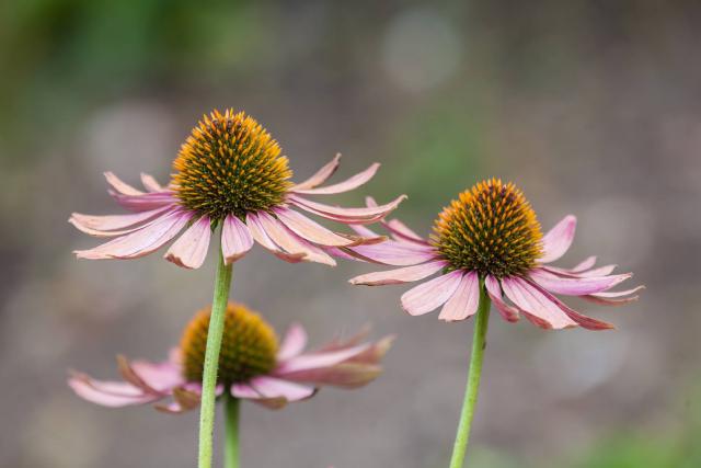 Échinacée (Echinacea purpurea) : plantation, floraison et entretien