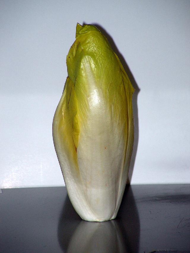 Endive (Cichorium intybus var. foliosum) : culture, forçage et récolte