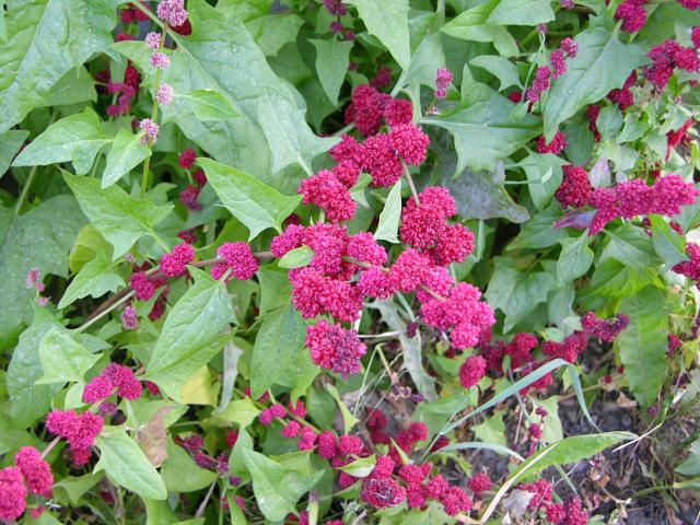 Épinard-fraise (Blitum capitatum) : semis, culture et récolte
