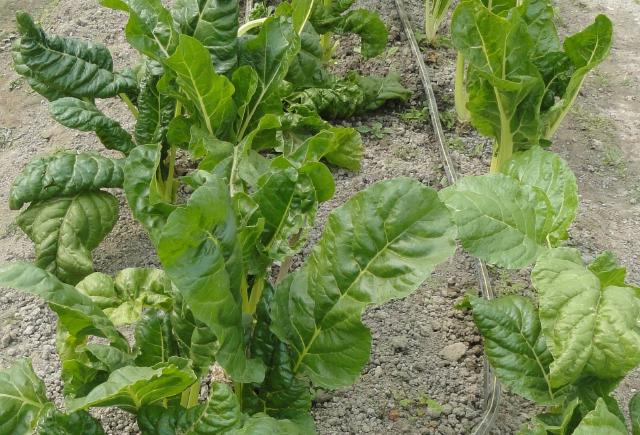 Épinard (Spinacia oleracea) : semis, culture et récolte