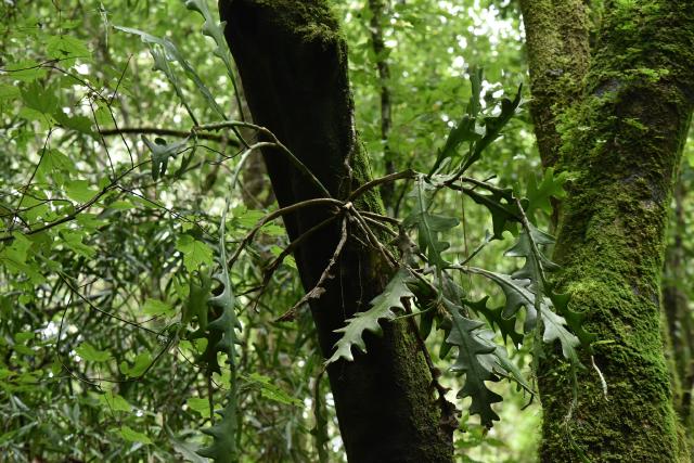 Epiphyllum anguliger : entretien du cactus zigzag en intérieur