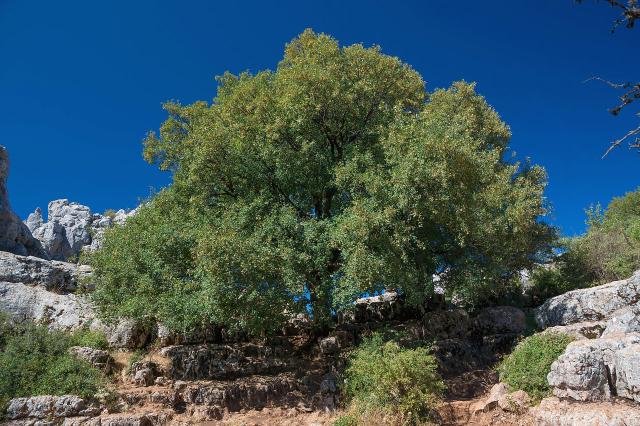Érable de Montpellier (Acer monspessulanum) : plantation, taille et entretien