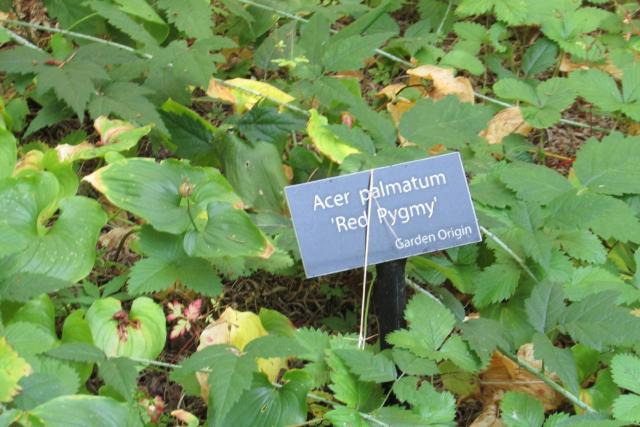 Érable du Japon (Acer palmatum) : plantation, taille et entretien