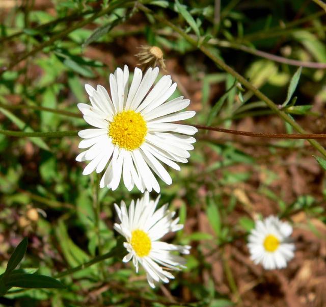 Érigéron de Karvinski (Erigeron karvinskianus) : plantation, entretien et floraison