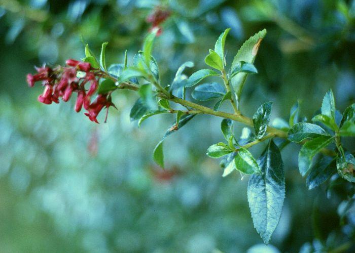 Escallonia