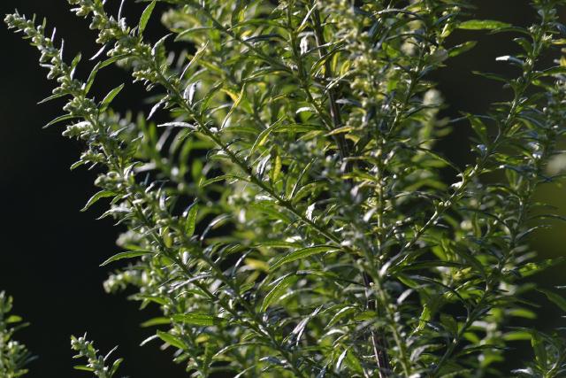 Estragon français (Artemisia dracunculus var. sativa) : culture, entretien et récolte