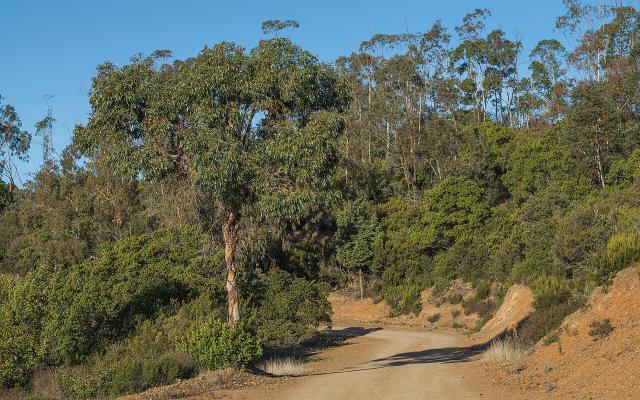 Eucalyptus (Eucalyptus gunnii) : plantation, taille et entretien