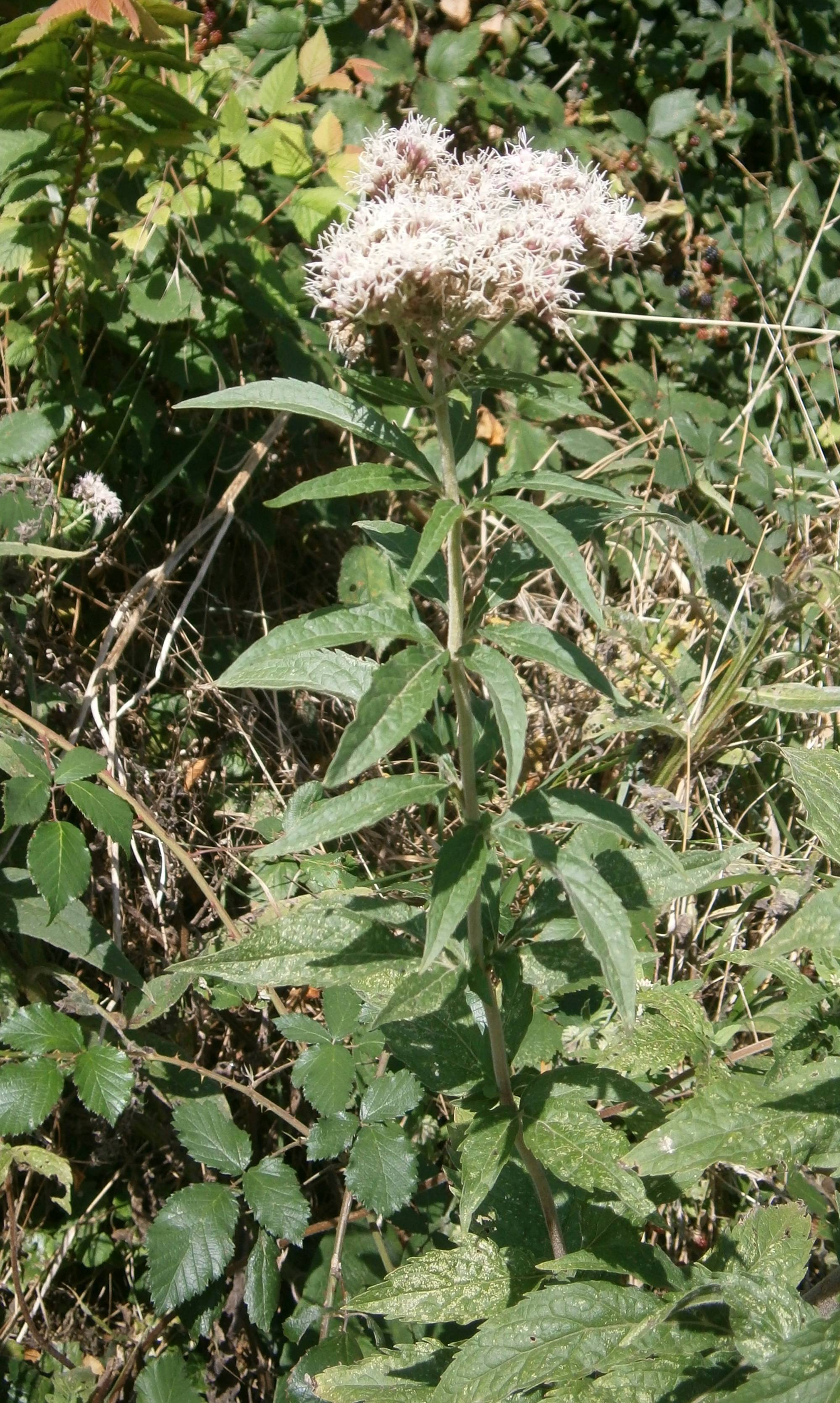 Eupatoire chanvrine