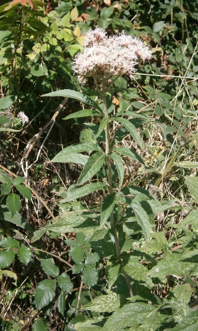 Eupatoire chanvrine (Eupatorium cannabinum) : plantation et entretien