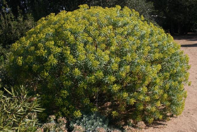Euphorbe (Euphorbia characias) : plantation, taille et entretien