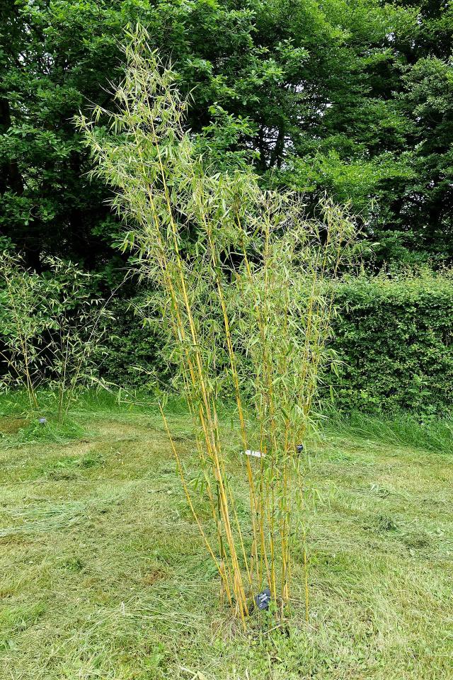 Fargesia (bambou non traçant) : plantation, entretien et culture en pot