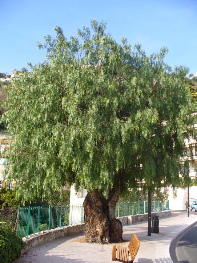 Faux poivrier (Schinus molle) : culture et entretien