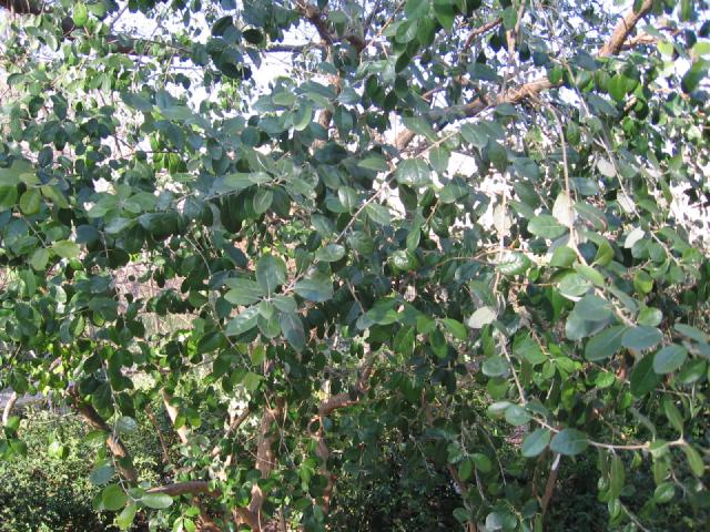 Feijoa (Acca sellowiana) : plantation, taille et entretien